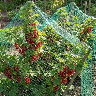 3/4’’ Green Bird Netting against Blackbird Robin Pigeon