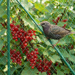 3/4’’ Green Bird Netting against Blackbird Robin Pigeon