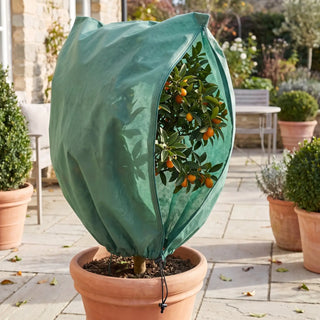 Frost Cloth for Citrus Trees | Garden Winter Protection