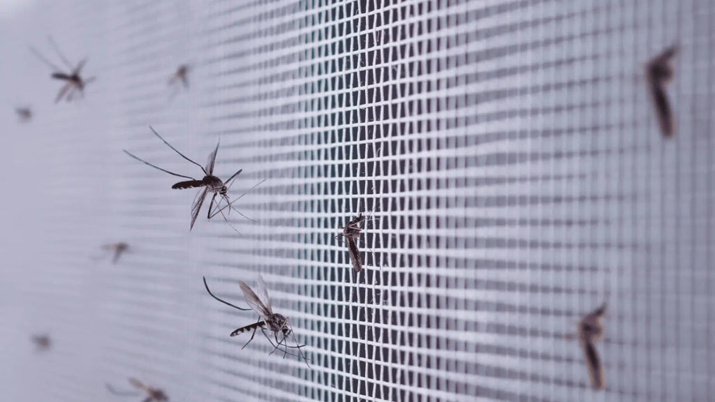 mosquito net for bedding