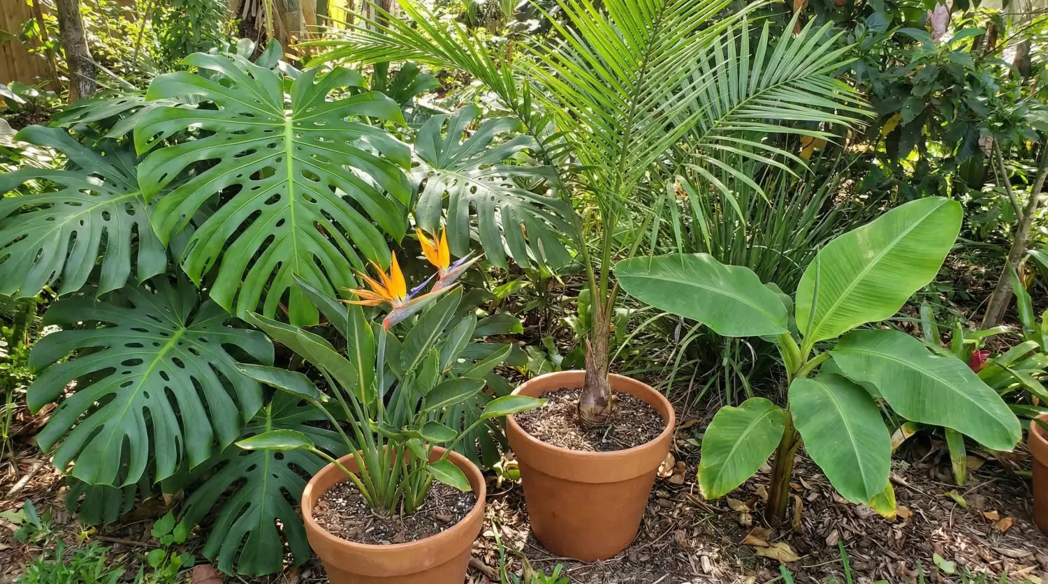 Varias plantas tropicales que combinan bien con la sombrilla de coco
